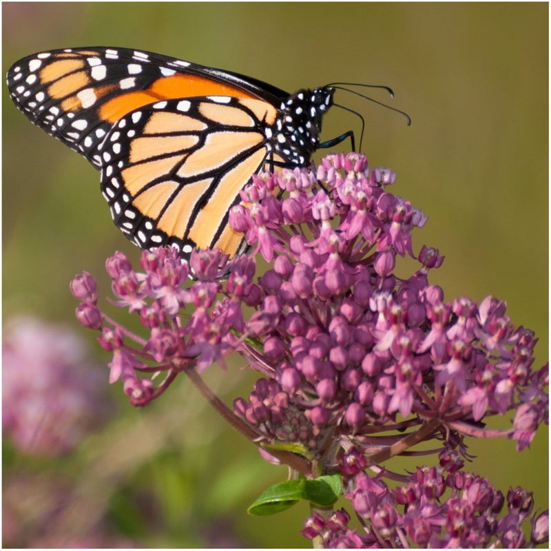 Seed Needs Milkweed Seeds for Planting a Butterfly Garden to Attract Monarch Butterflies - Collection of Pink, Orange & White Asclepias Milk Weed Variety Pack (5 Packs) - Image 5